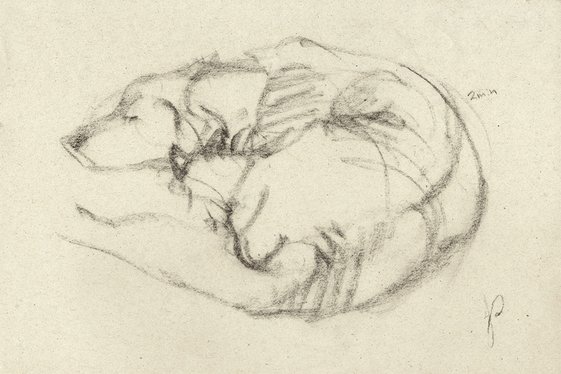 Gesture of Pet Dog in Charcoal Napping Animal by Jacqueline Gomez